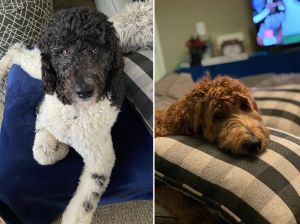 Dr. Montgomery is a proud dog parent. She owns two doodles—Sasha and Riley Bear—that she loves to spoil and play with.